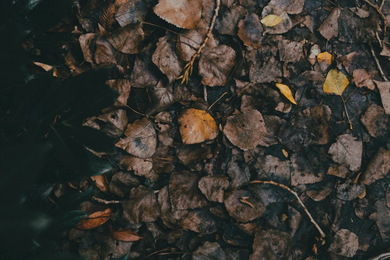 autumn leaves and rocks on a ground with some brown leaves