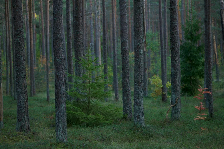 the small yellow box is in a green pine forest