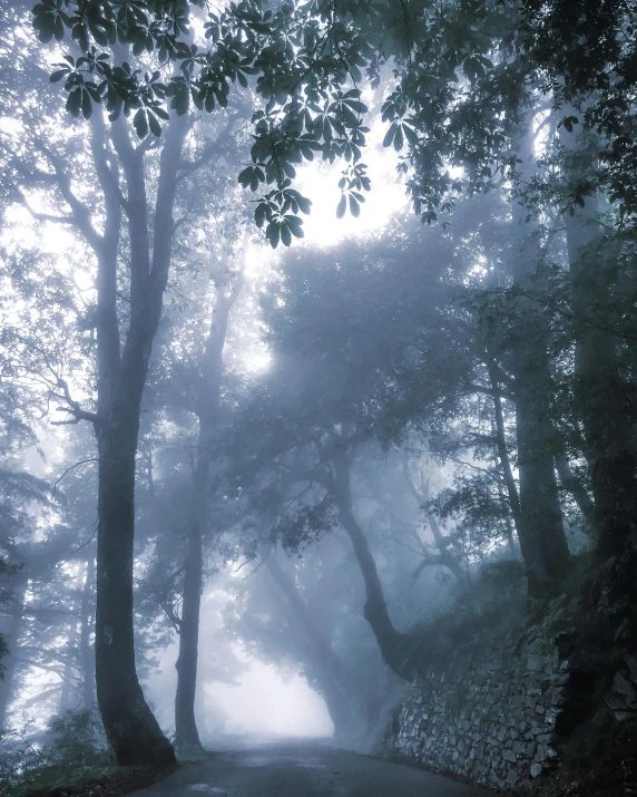 a dark and misty street with some trees on it