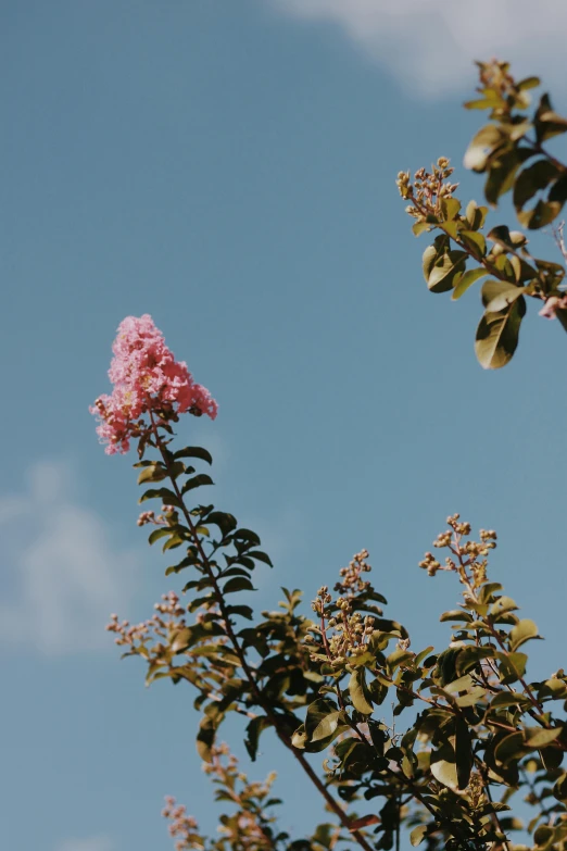 a pink flower on the side of a tree nch