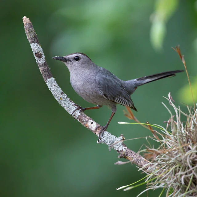 a small bird sits on the nch of a tree