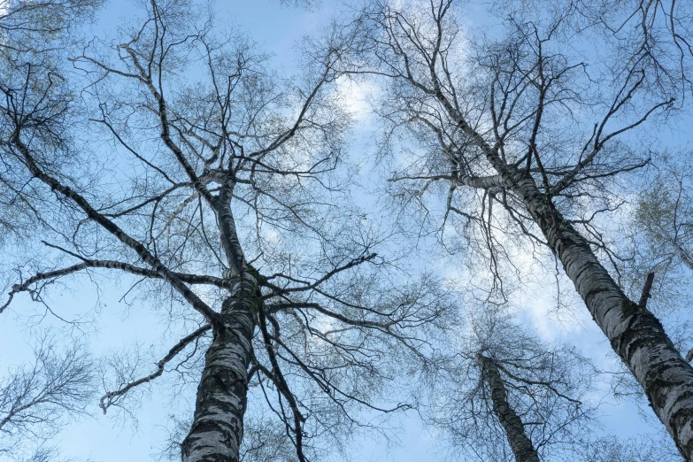 tall bare trees with no leaves against a blue sky