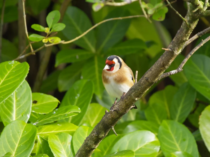 a bird is sitting on a nch among leaves