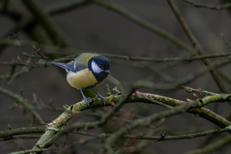 a blue and yellow bird perched on top of a nch