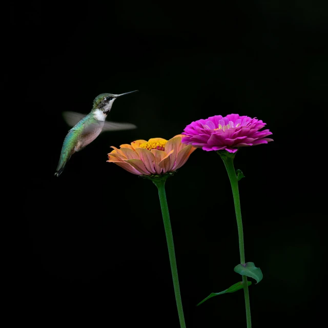 a hummingbird hovering next to an orange flower