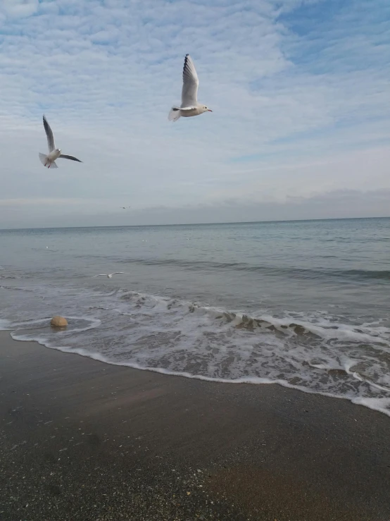 the seagulls are flying over the water near the beach