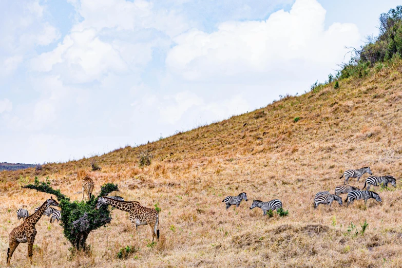 zes and giraffes stand near a lone tree on a hill