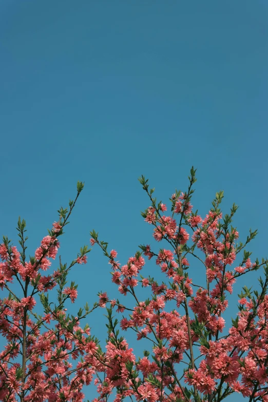 the birds perched on top of the nches of a blossoming tree