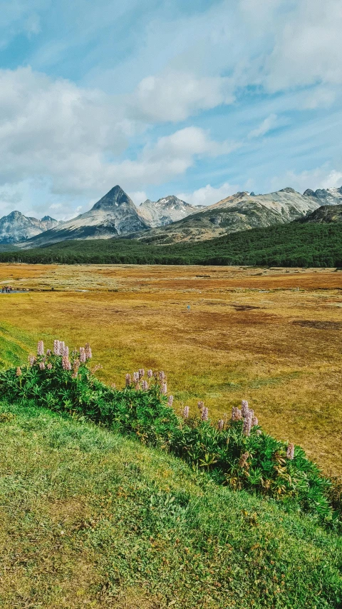 a green and yellow grass field with mountains in the background