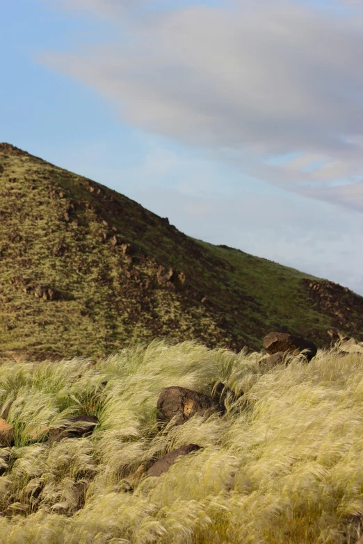 two cows on a grassy hill with rocky cliff