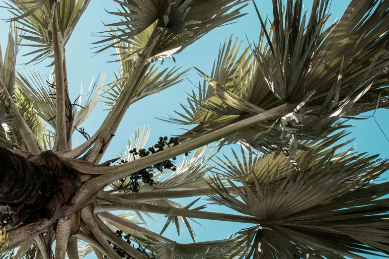 the top of a palm tree looking up