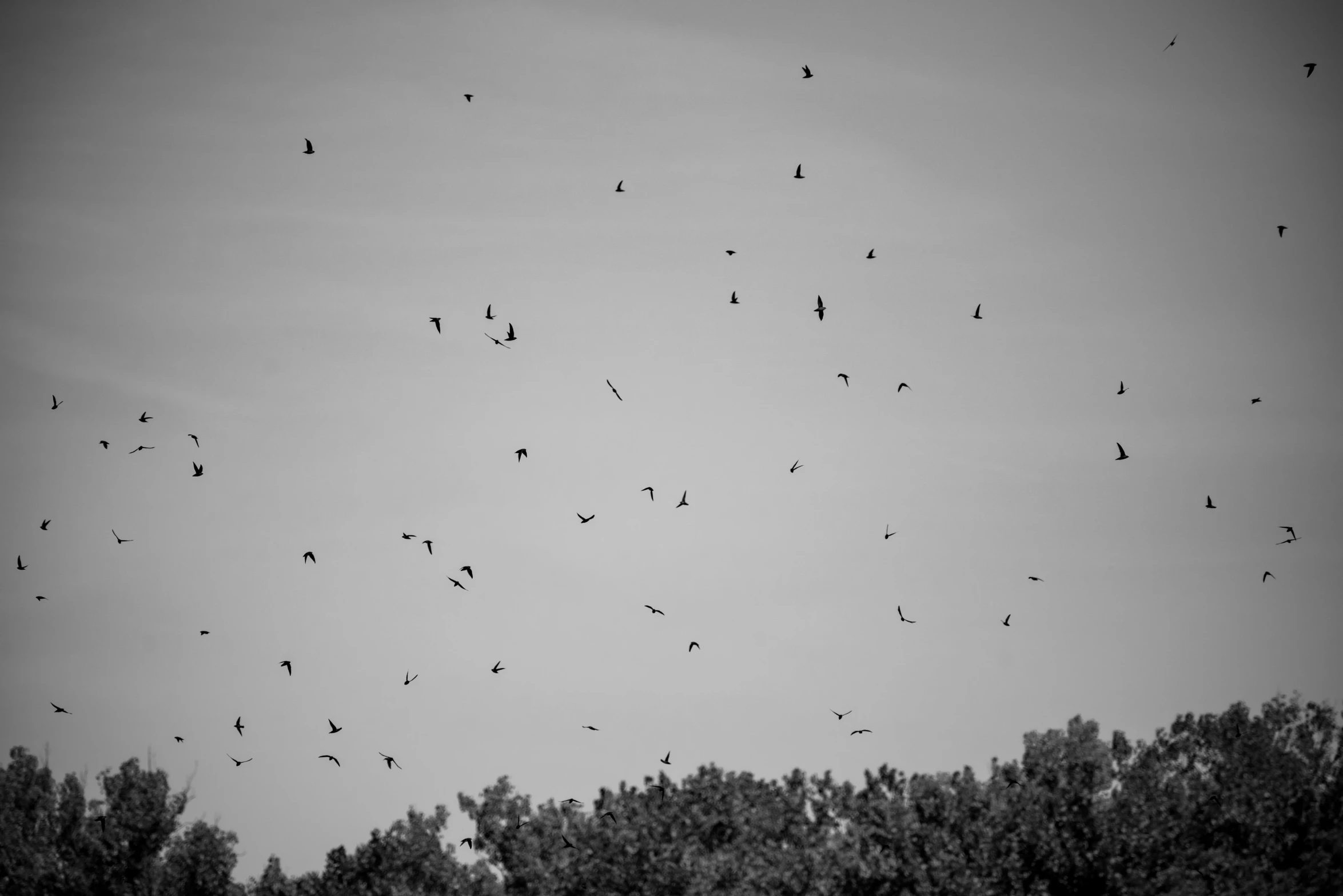 the birds are flying around in a formation