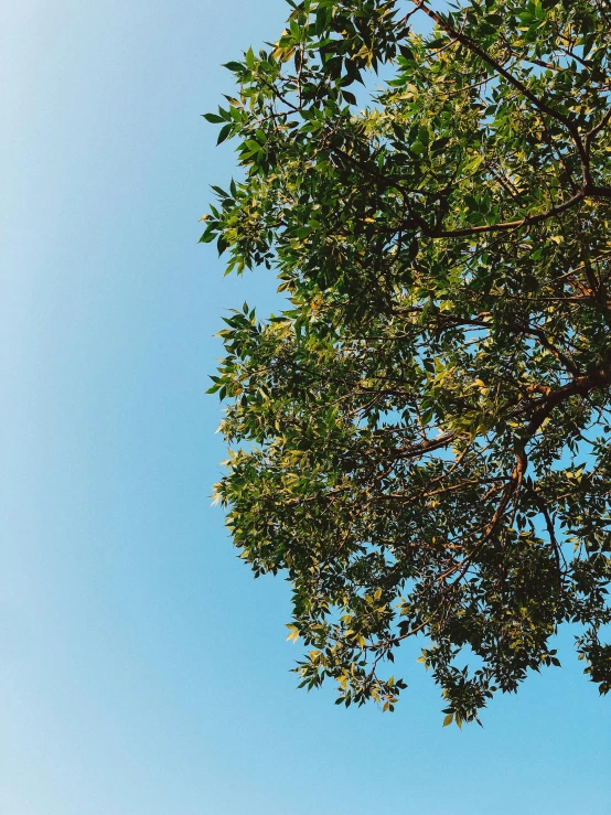 two elephants under a tree on a clear day