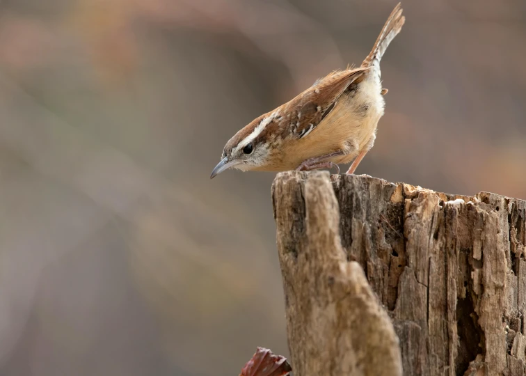 small brown and white bird sitting on a post