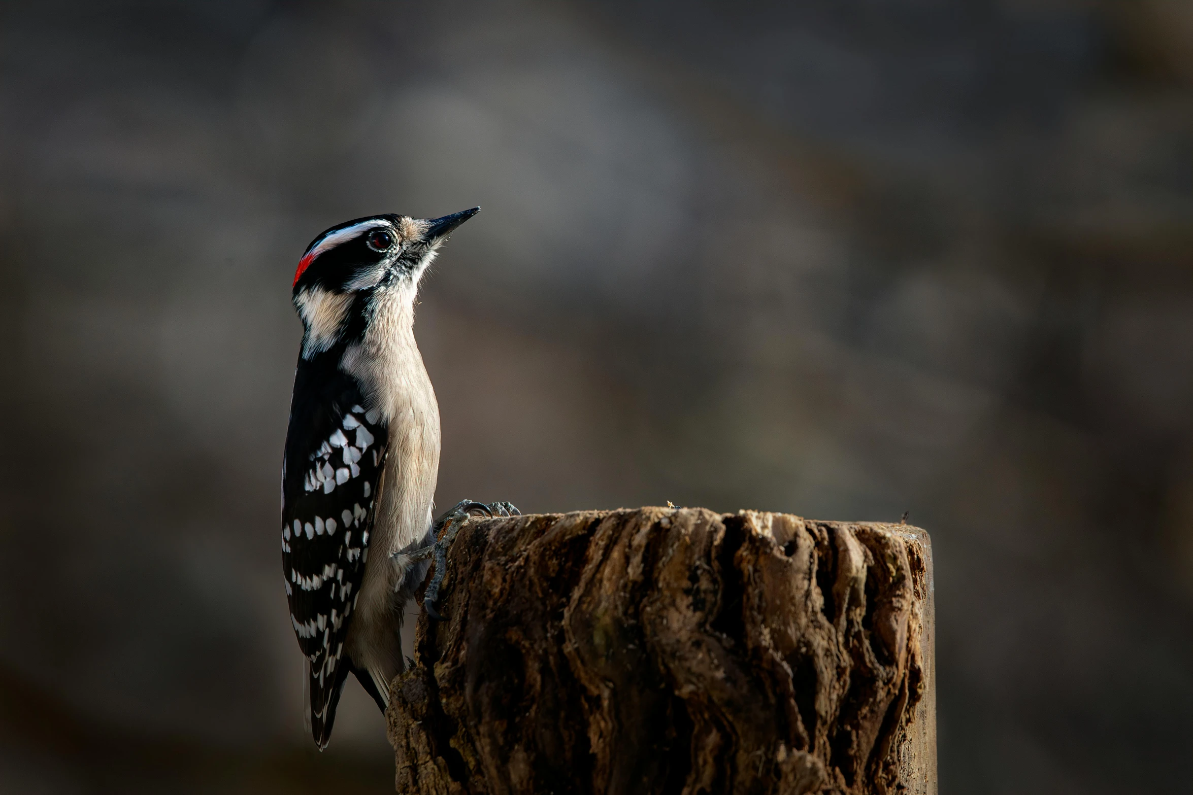 a bird with a beak is standing on a stump