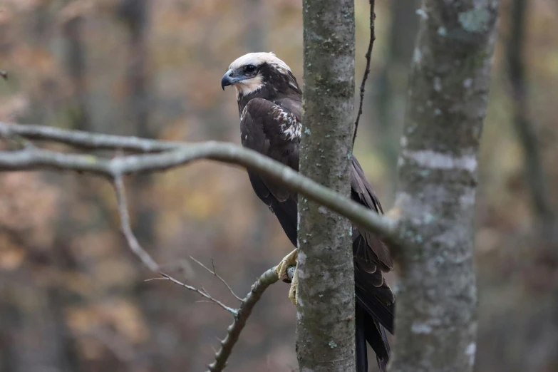 a bird is perched on a tree in the forest