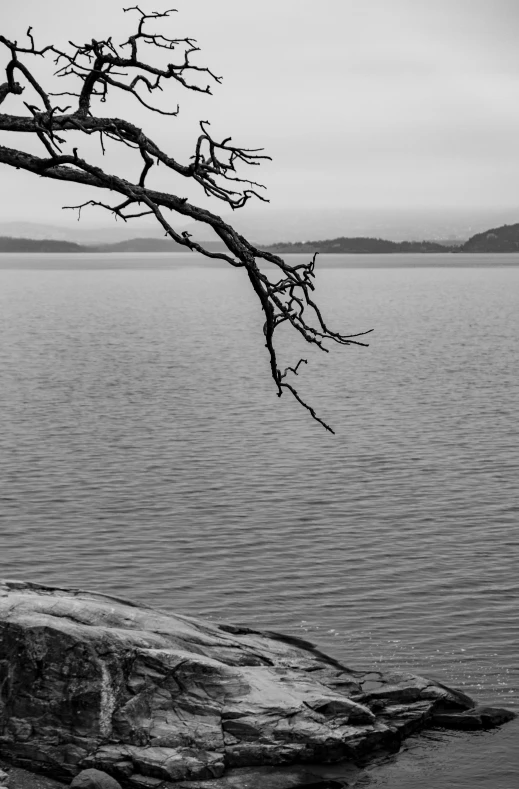 a lone tree sitting next to a body of water