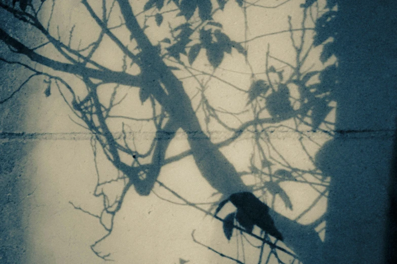 the shadow of a leafless tree over which a monkey sits