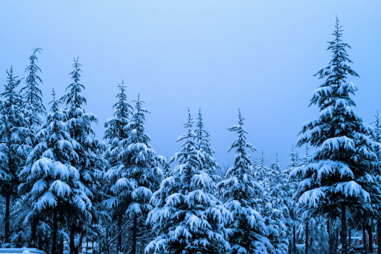 a group of trees are covered in snow