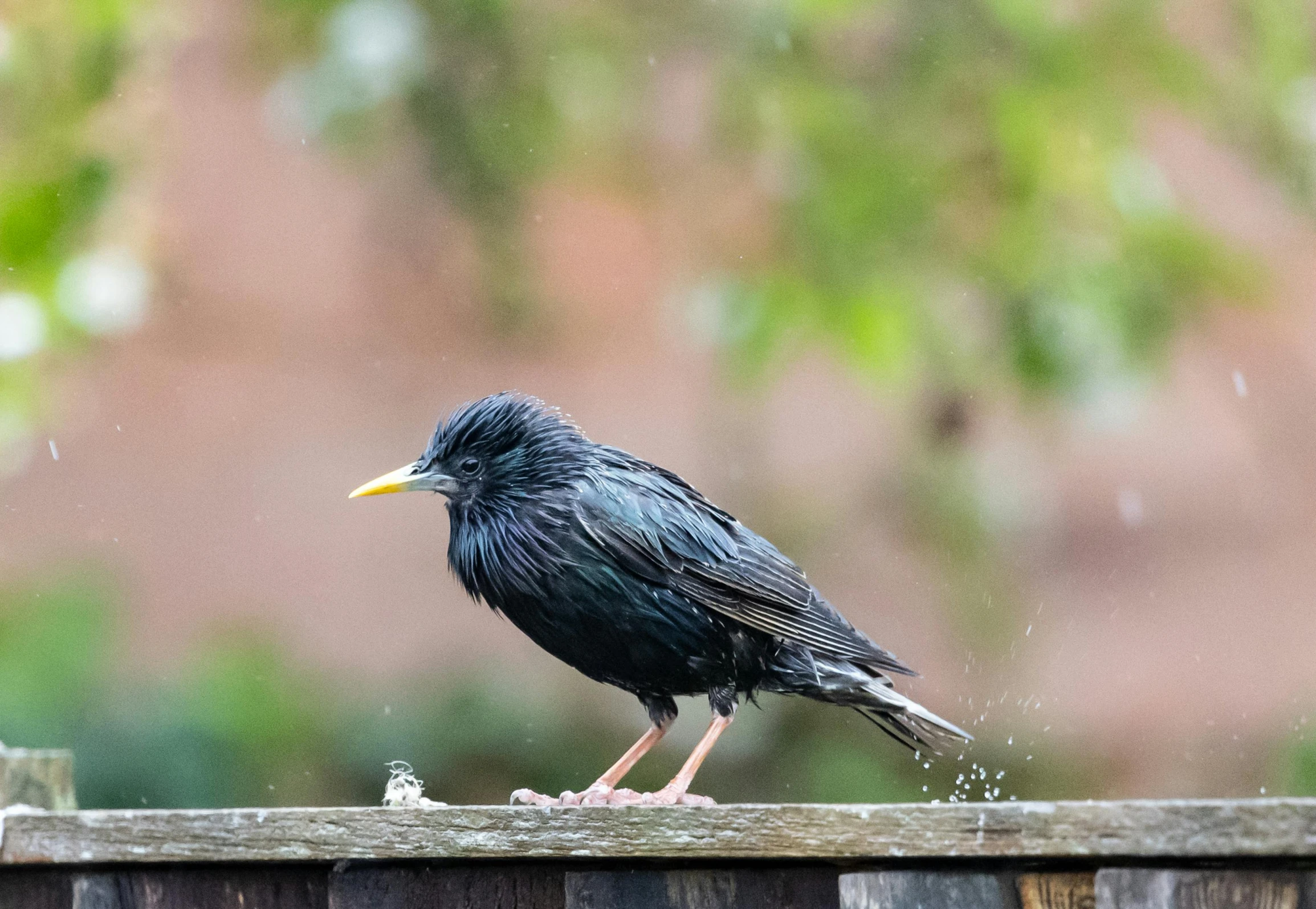 a black bird standing on top of a wooden fence