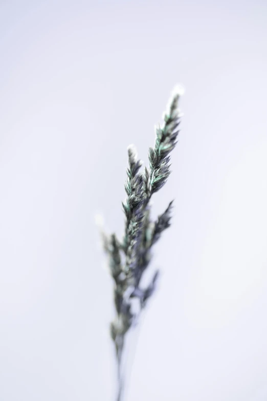 a close up view of the top of a flower with lots of snow