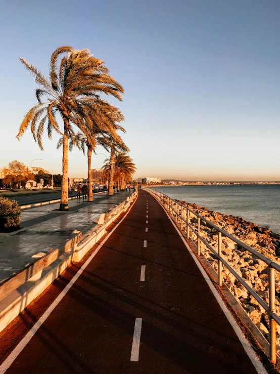 a road next to the ocean with palm trees