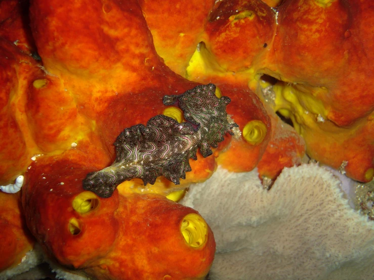 an animal is hiding inside the large red coral