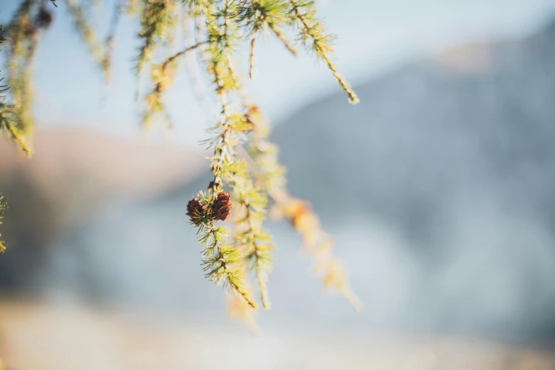 a nch of pine tree with cones hanging on it