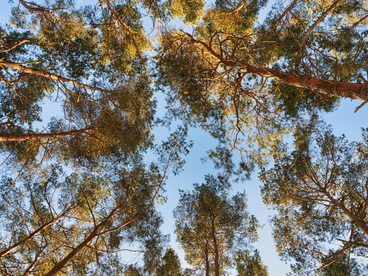 looking up into the canopy of tall trees