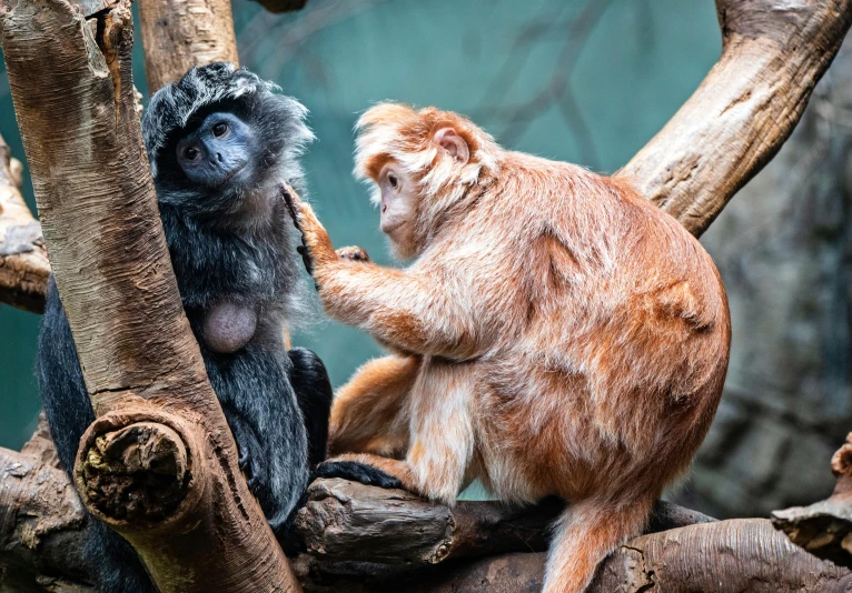 a brown and black animal sitting on top of a tree