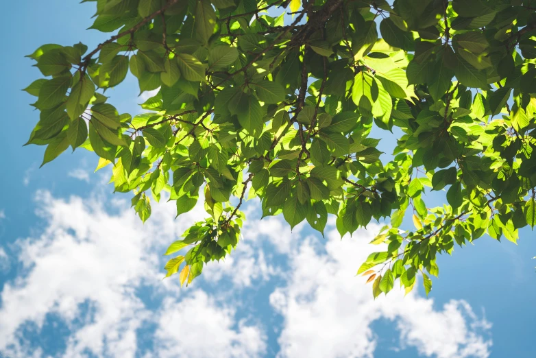 leaves frame the sky on a sunny day