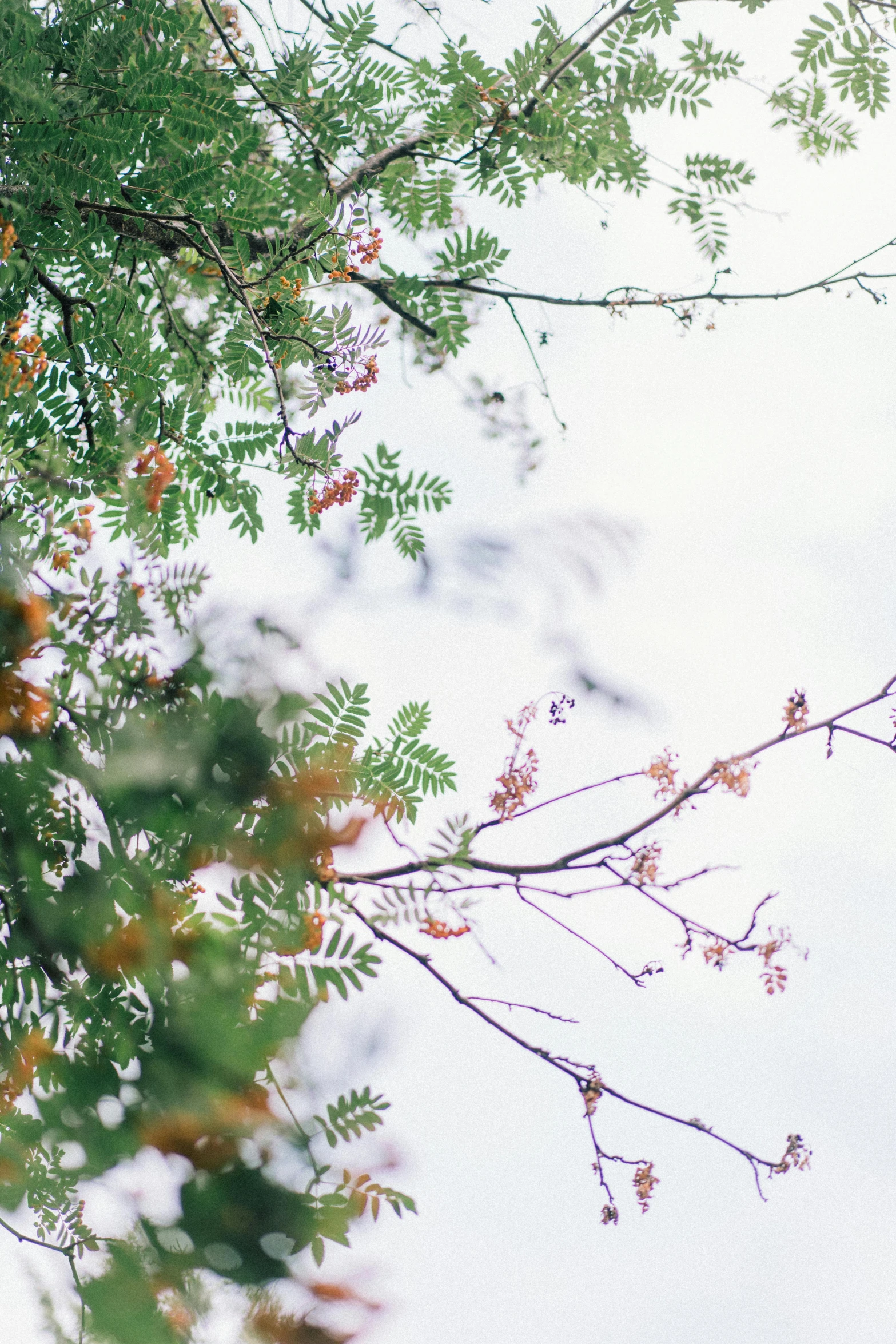 a tree nch with some leaves on it