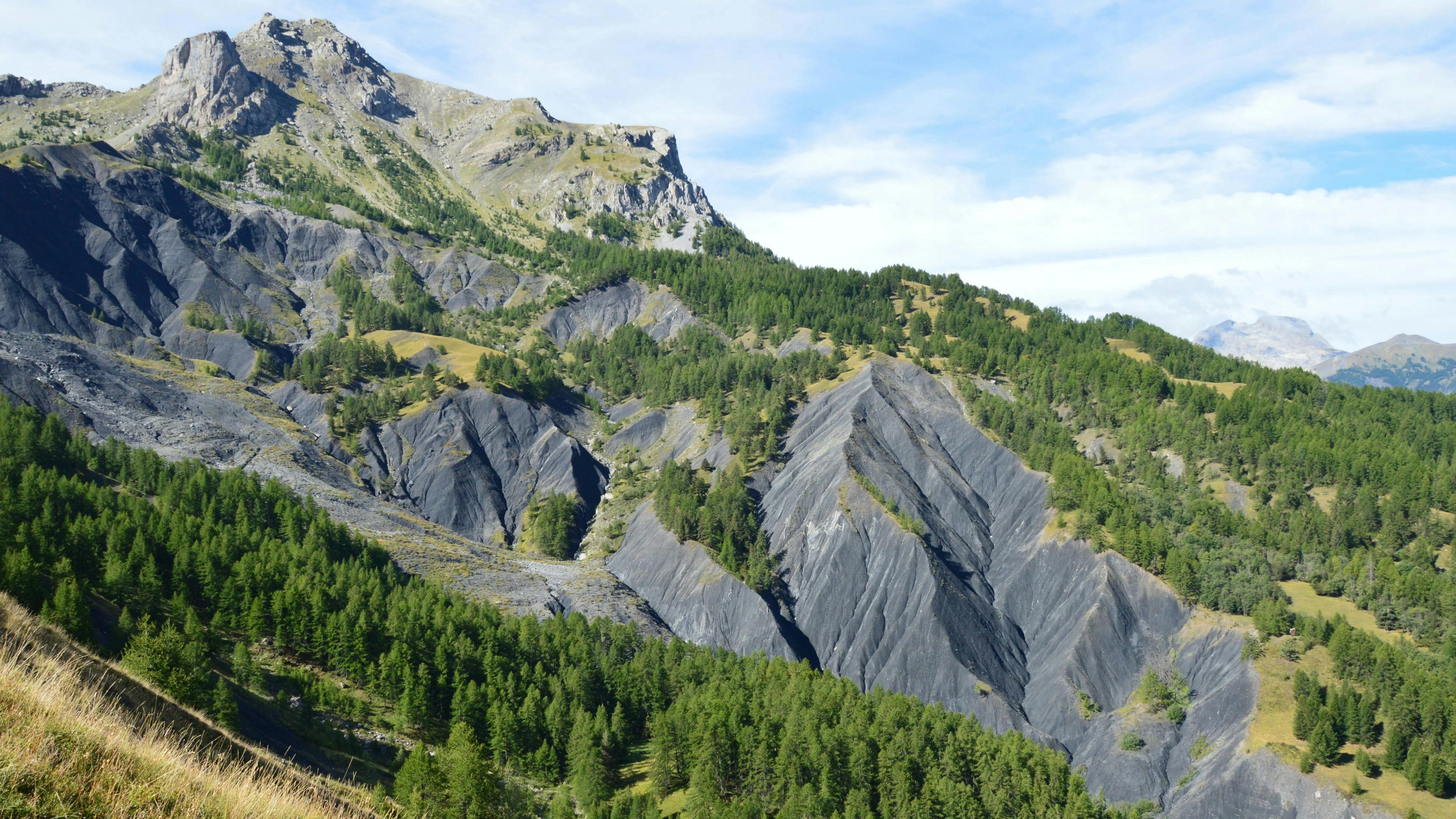 a mountain with very tall and green trees