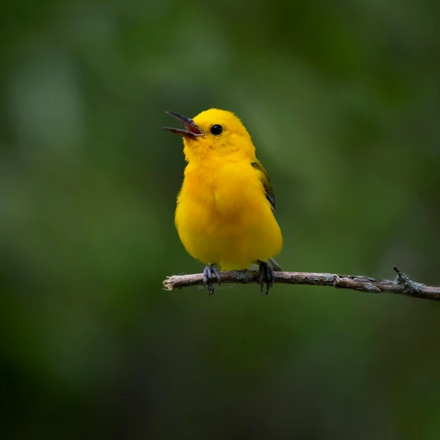 a yellow bird with an odd looking beak