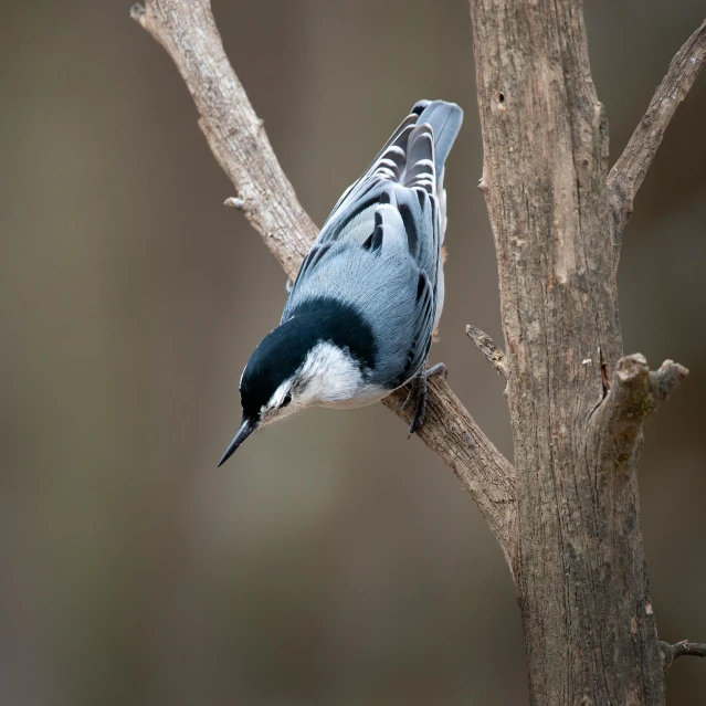 a blue gray and white bird sitting on a tree nch