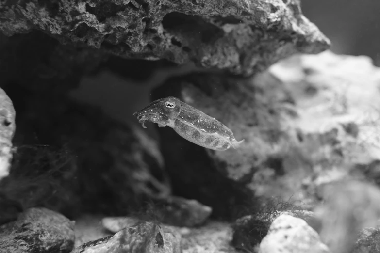 a black and white po of a small fish in an aquarium