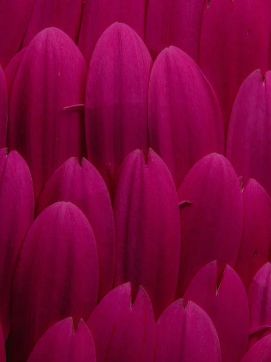 pink tulips arranged in rows at the back of the image