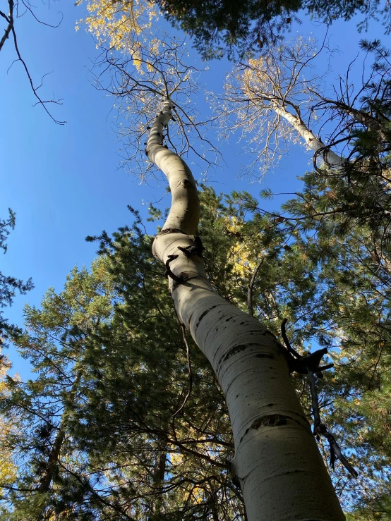 an upward view of a very tall tree