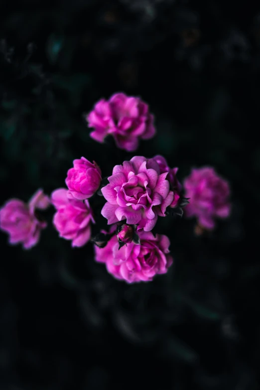 a bunch of purple flowers sitting on top of a black surface