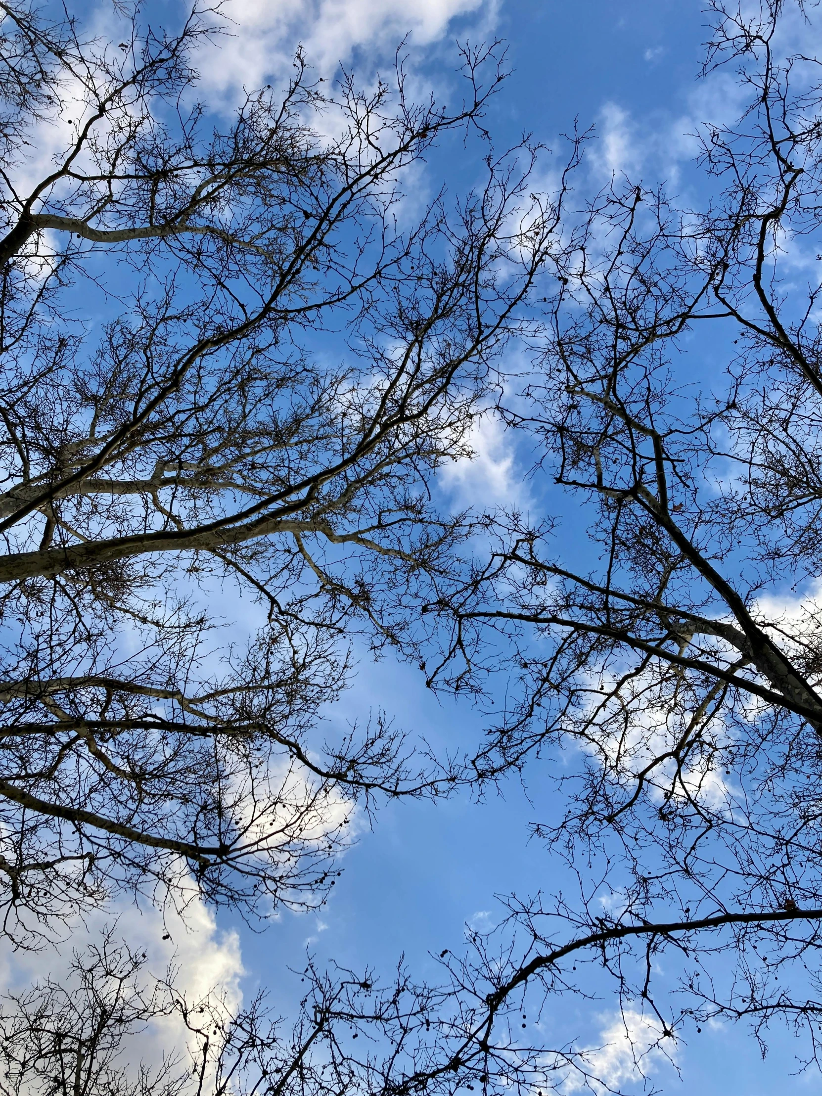 there is an area where the leaves are falling off of the tree