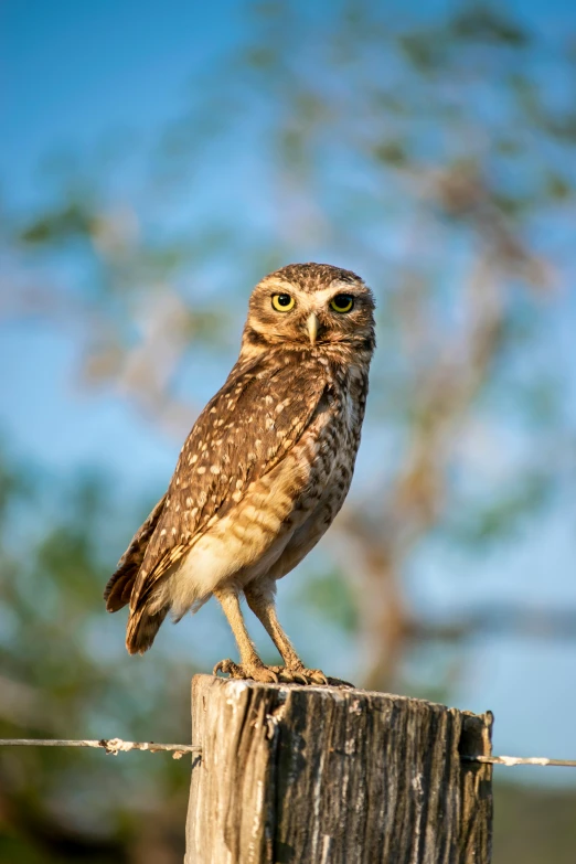 an owl sitting on top of a wooden post