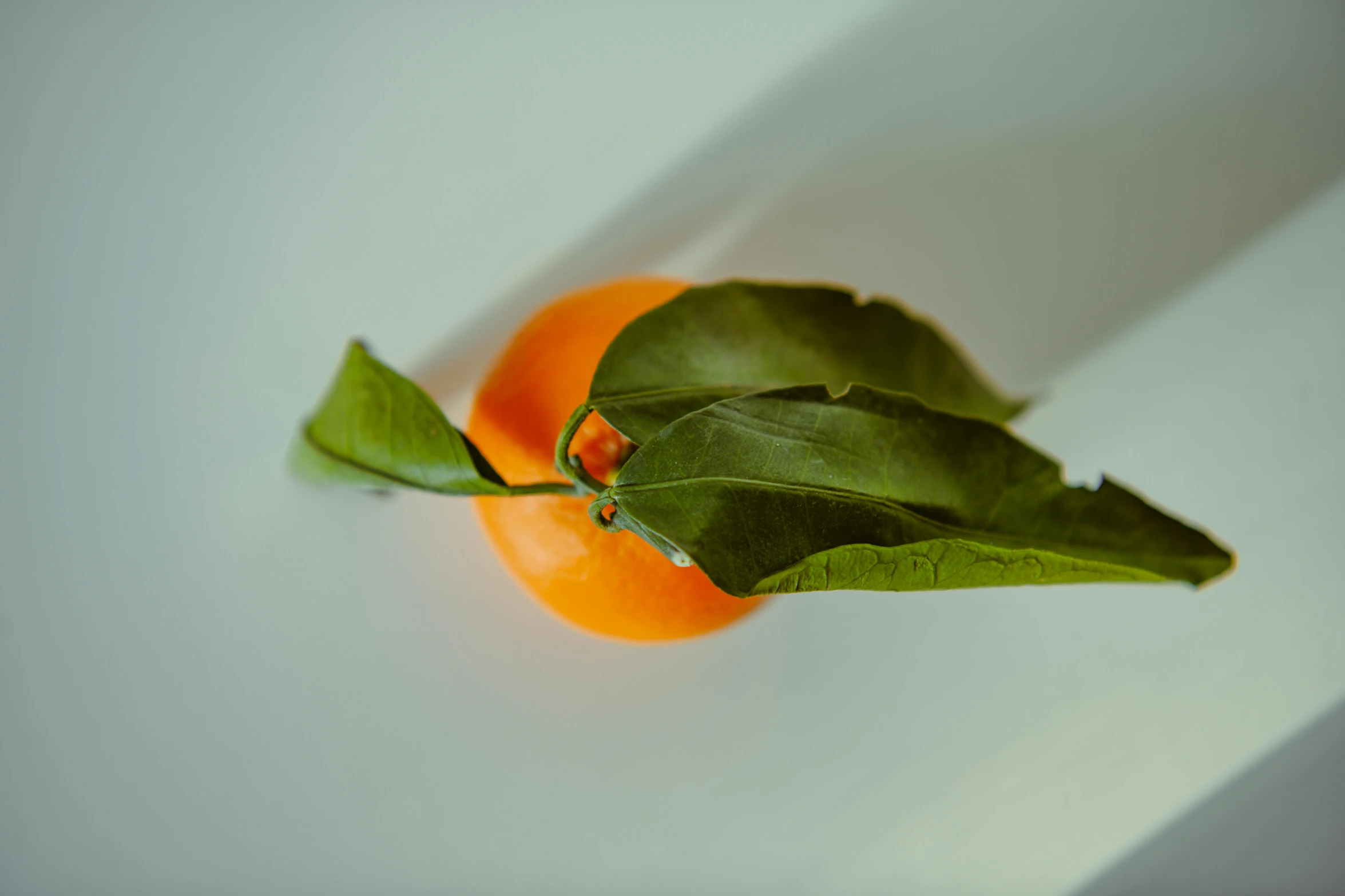 a piece of fruit with leaves sitting on top of it