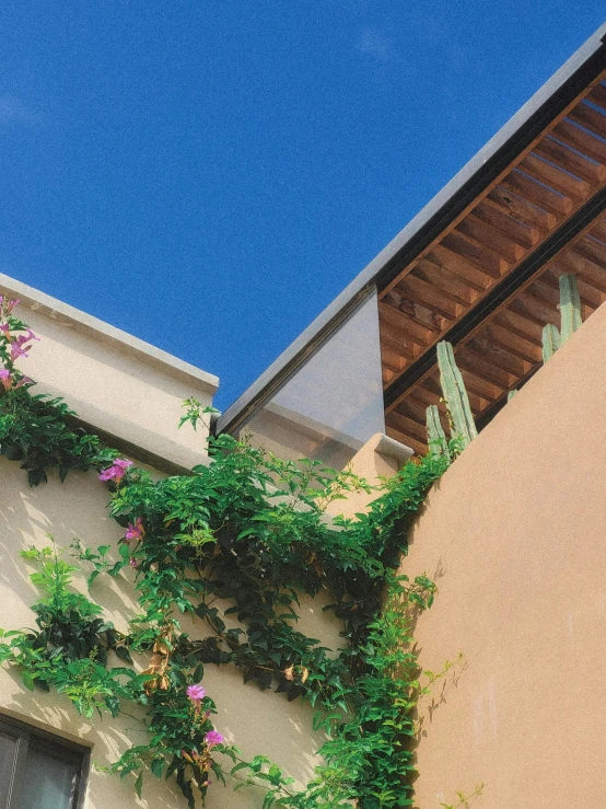 there is a plant growing on the side of a building