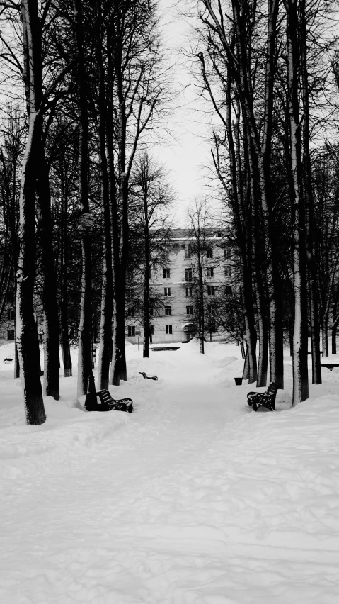 a black and white po of snowy trees