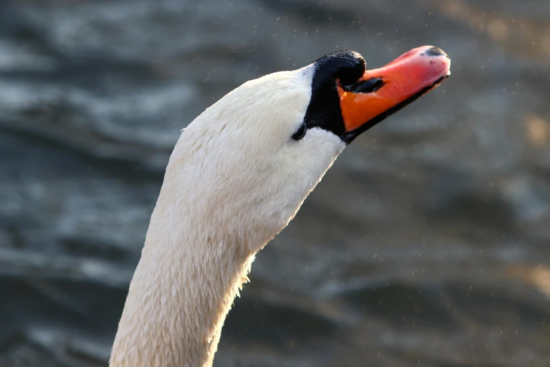 the face of a white goose with an orange beak