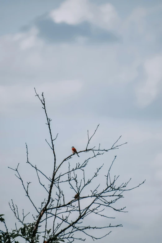 a lone bird is perched in the tree nches