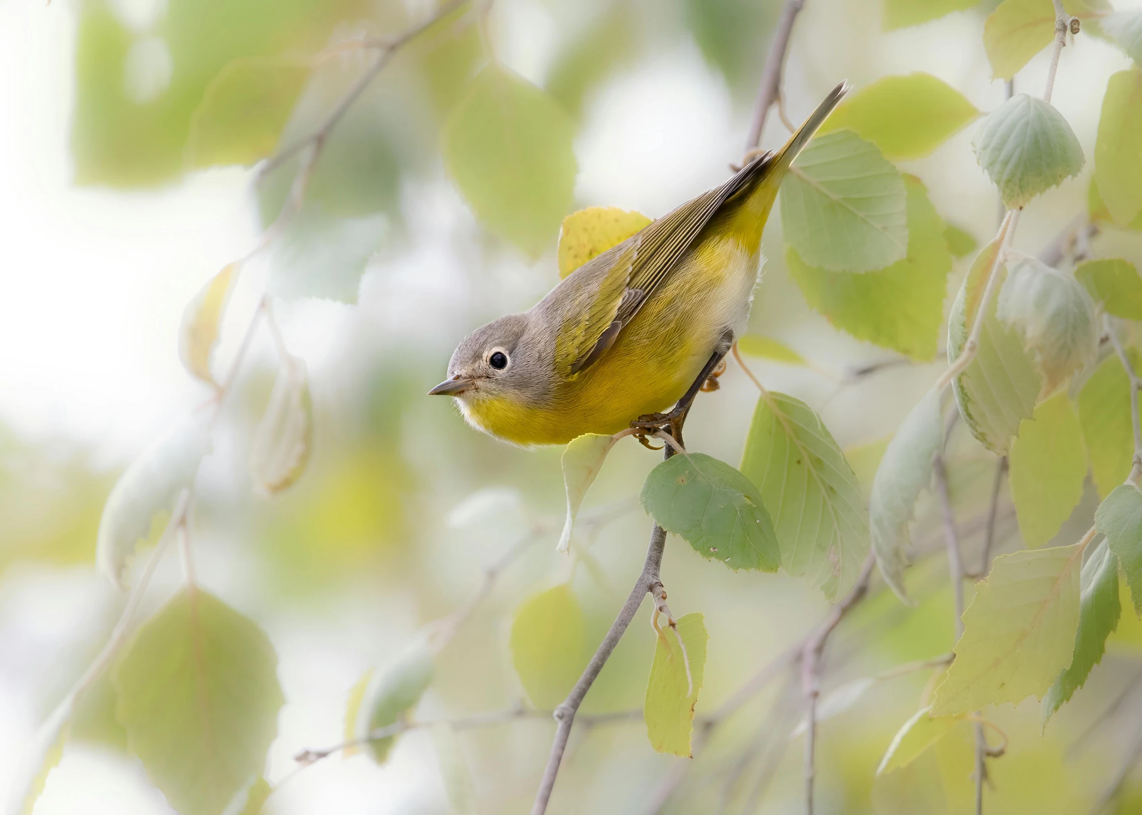 a yellow bird sitting in the middle of a tree