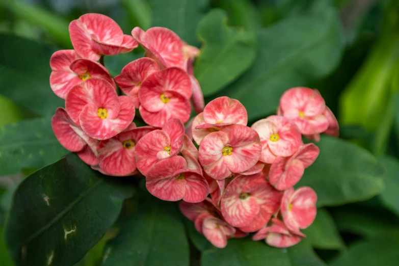 a red flower is blooming next to green leaves