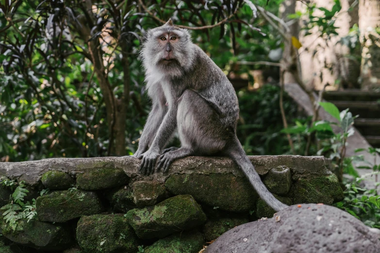 a monkey is sitting on a rock wall