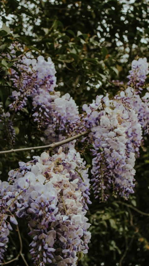 a nch of purple flowers growing from the ground